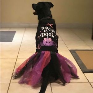 Halloween costume (dog not included)